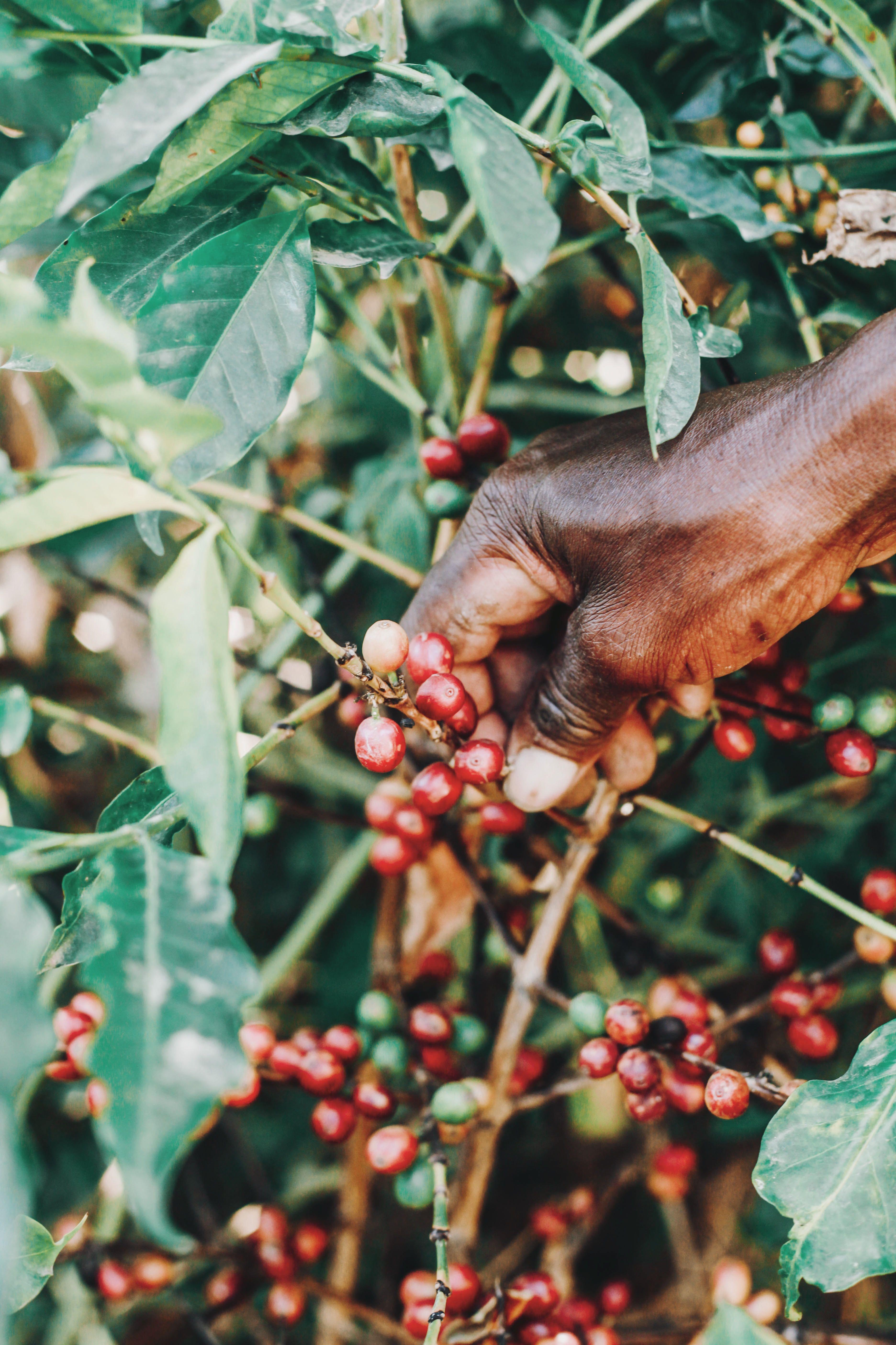 Kenyan coffee harvesting and green bean cherry sorting
