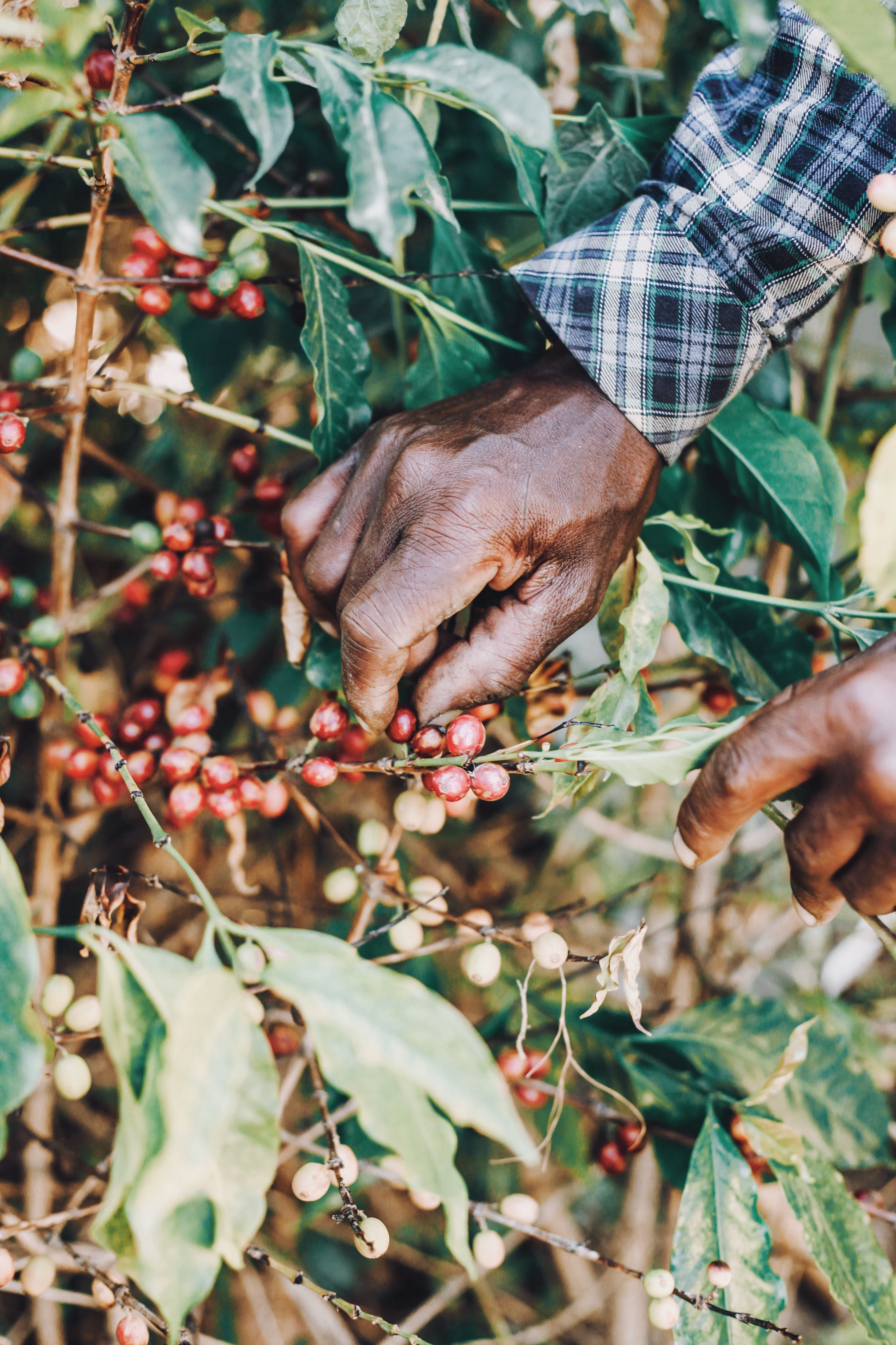 Mount Kenya Arabica green coffee cherries and raised drying beds