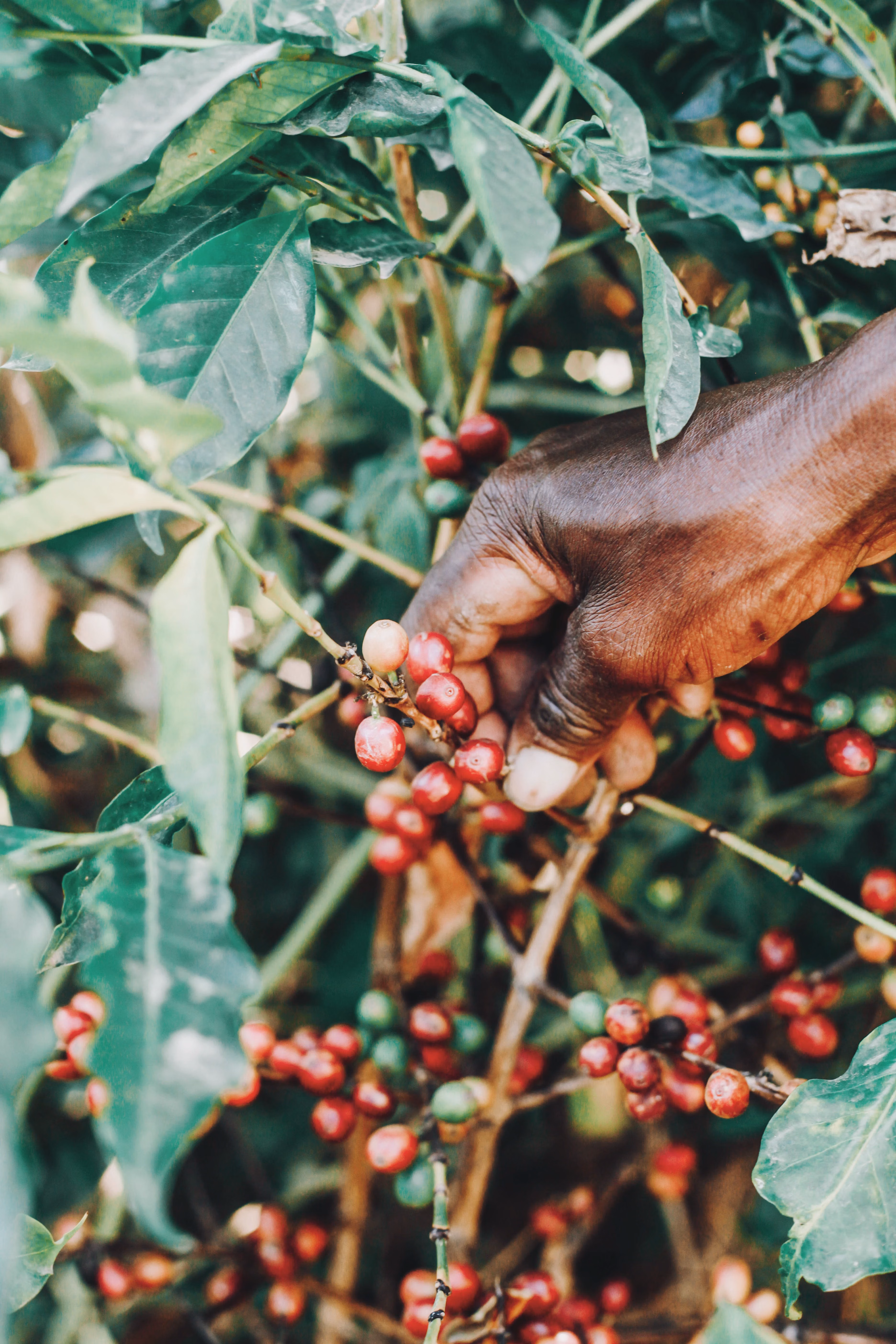 Kenyan smallholder farmer picking ripe red coffee cherries